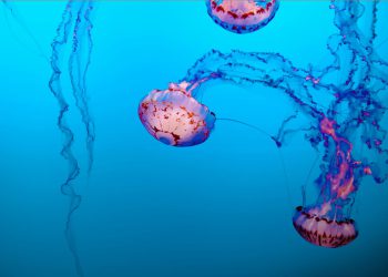 Bezbrižan izlet na popularnu plažu kod Šibenika pretvorio se u dramu: "Dijete završilo s opeklinama!"