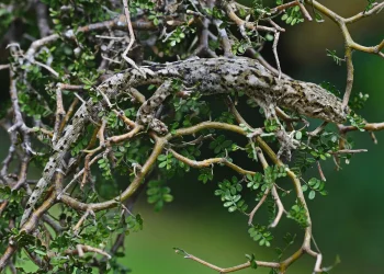 Biblijska biljka liječi milijune: Isus ju je odbio na križu