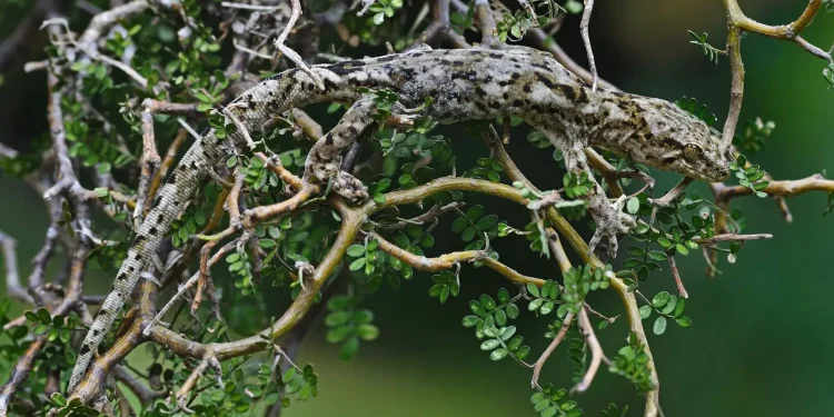 Biblijska biljka liječi milijune: Isus ju je odbio na križu