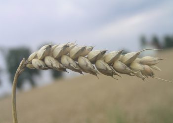 Biljke koje bi trebali imati kod sebe u slučaju nuklearne katastrofe