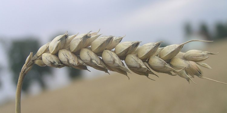 Biljke koje bi trebali imati kod sebe u slučaju nuklearne katastrofe