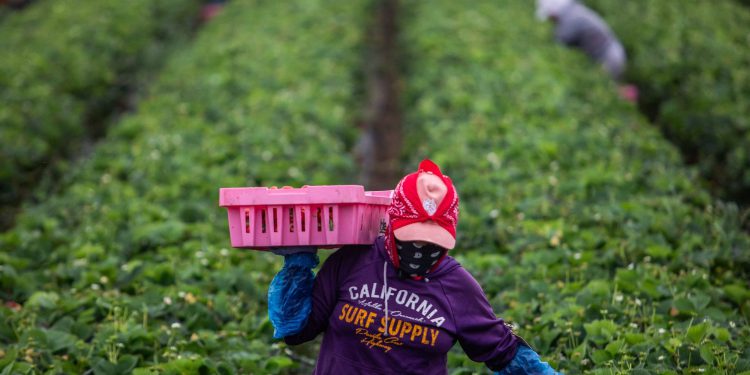 Bipartisanski prijedlog zakona dao bi pravni status određenim ilegalnim imigrantskim radnicima