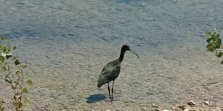 Blistavi ibis prvi put viđen u NP Krka. Uočena i crvena pčela te vrsta pauka rijetka u Hrvatskoj