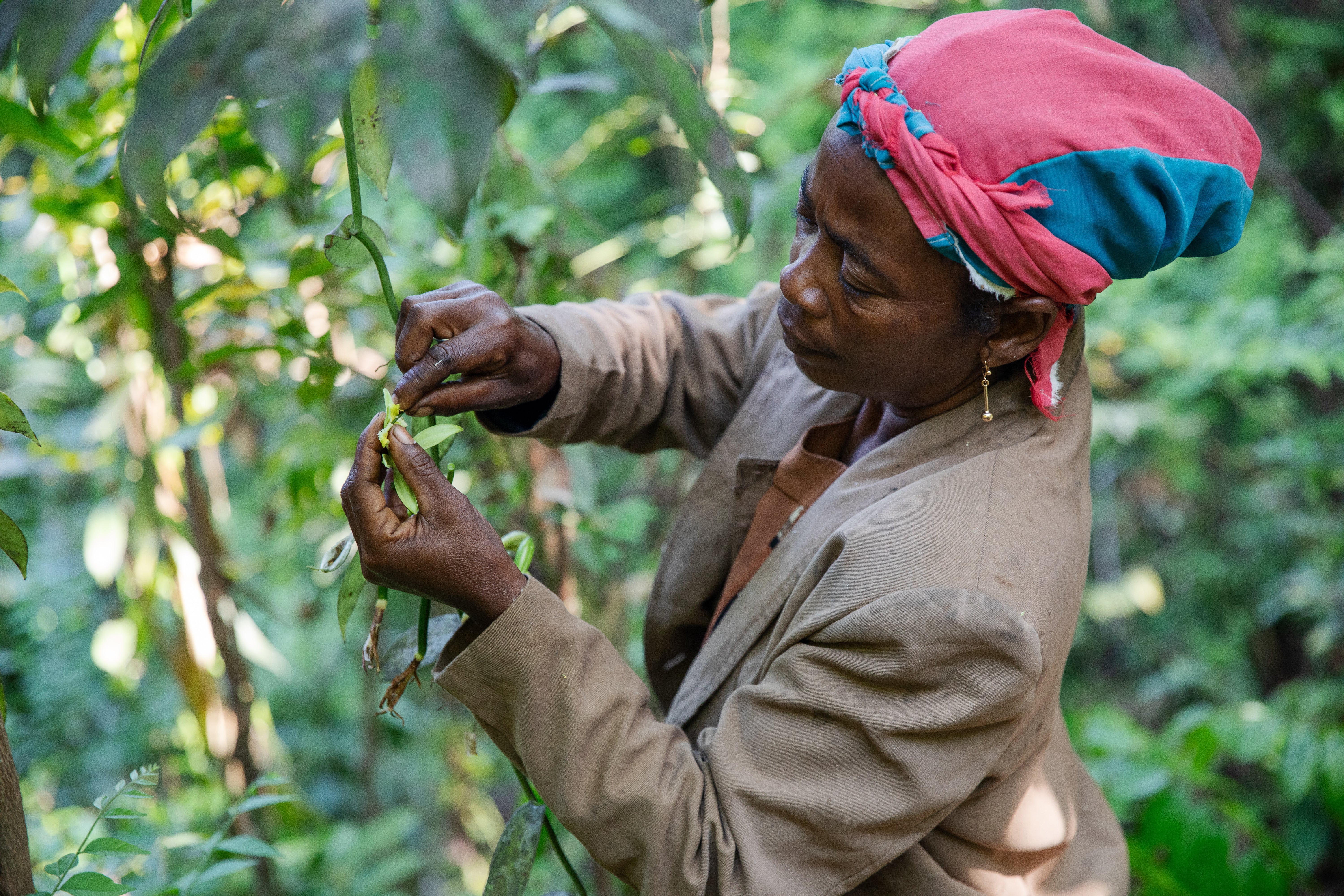Edlyne Fenozara, 55, pollinates vanilla flowers by hand in the hills of Tsaratanana village