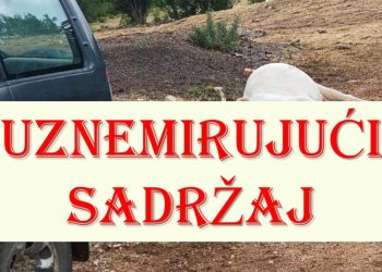 Dalmacija na nogama, pomor stoke se nastavlja: U znak protesta ljudi dovoze lešine uz prometnicu