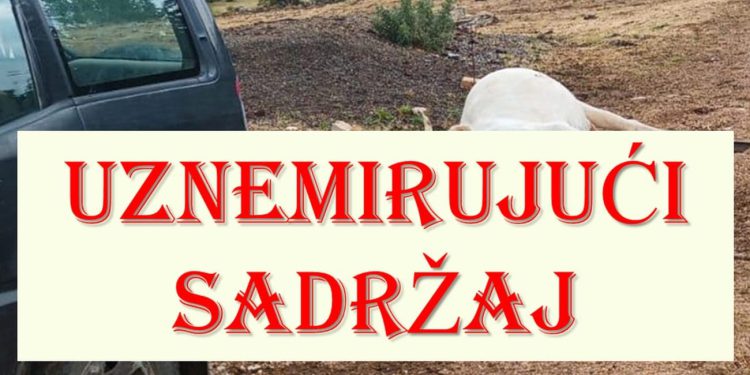 Dalmacija na nogama, pomor stoke se nastavlja: U znak protesta ljudi dovoze lešine uz prometnicu