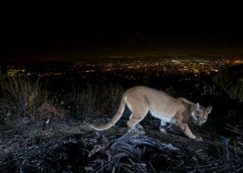 Dječji zrakoplov u bolnicu nakon napada na Mountain Lion na popularnoj stazi Nacionalnog parka
