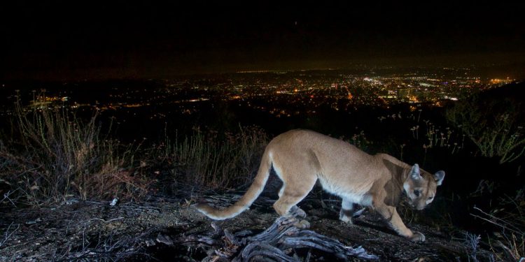 Dječji zrakoplov u bolnicu nakon napada na Mountain Lion na popularnoj stazi Nacionalnog parka