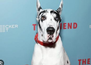 Doge na crvenom tepihu filmskog festivala u Šibeniku