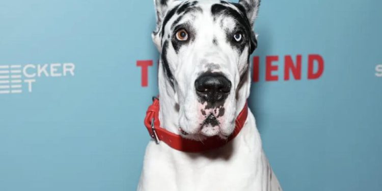 Doge na crvenom tepihu filmskog festivala u Šibeniku