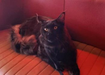 Dubrovačka veterinarka o mikročipiranju mačaka: ‘Mnogi pogrešno misle da je to GPS za lociranje izgubljene mačke, a zapravo…’