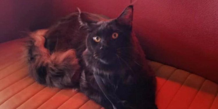 Dubrovačka veterinarka o mikročipiranju mačaka: ‘Mnogi pogrešno misle da je to GPS za lociranje izgubljene mačke, a zapravo…’