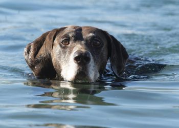Dubrovniku manjka ‘pet friendly’ plaža: veterinarka upozorava vlasnike pasa na veliku opasnost kad ih kupaju u moru