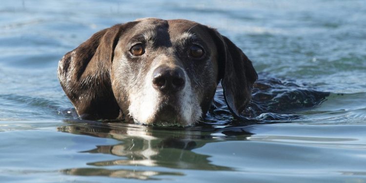 Dubrovniku manjka ‘pet friendly’ plaža: veterinarka upozorava vlasnike pasa na veliku opasnost kad ih kupaju u moru