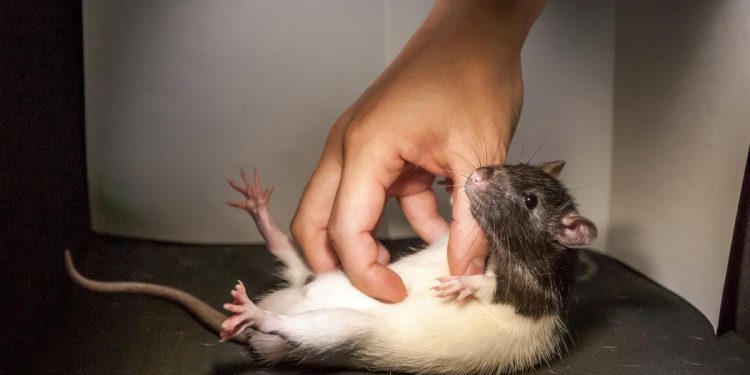 EPA prisiljena na aukciju od 20 000 laboratorijskih štakora, miševa i zečeva dok Trump isključuje istraživačke projekte