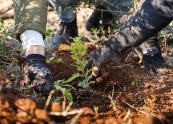 Easy as one, two, tree: Valamar zajedno s gostima već četiri godine doprinosi pošumljavanju šuma u Hrvatskoj
