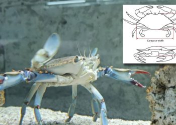 Evo što smo otkrili kod invanzivnog plavog raka!