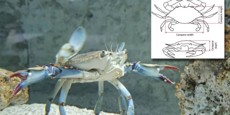 Evo što smo otkrili kod invanzivnog plavog raka!