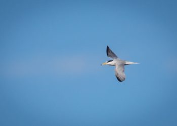 FOTO Mala čigra, malobrojna gnjezdarica jadranske obale i naših rijeka