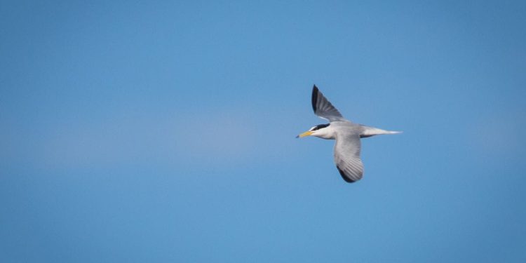 FOTO Mala čigra, malobrojna gnjezdarica jadranske obale i naših rijeka