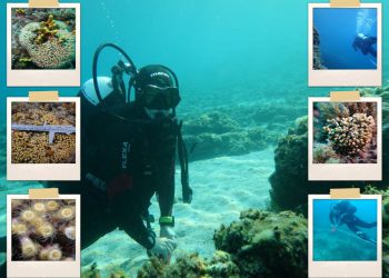 FOTO Zaklada za okoliš dalmatinskih otoka pokrenula crowdfunding kampanju za zaštitu koralja na otoku Ižu