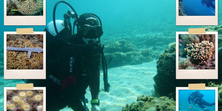 FOTO Zaklada za okoliš dalmatinskih otoka pokrenula crowdfunding kampanju za zaštitu koralja na otoku Ižu