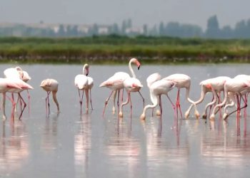 Flamingosi koji prijete talijanskim usjevima rižota dok ih poljoprivrednici očajnički pokušavaju držati podalje od rižinih polja