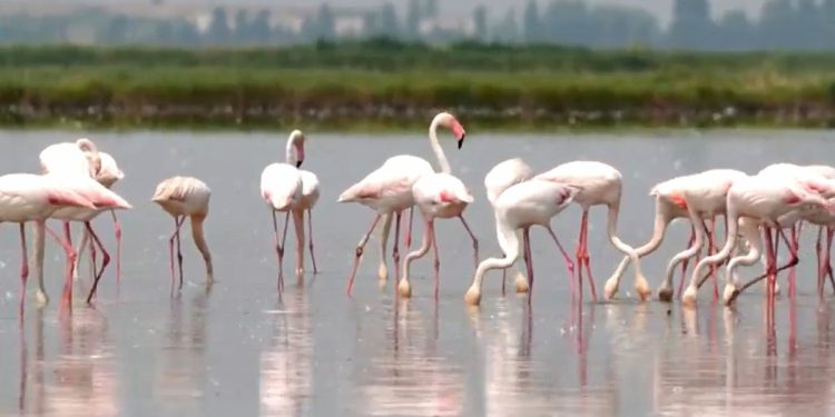 Flamingosi koji prijete talijanskim usjevima rižota dok ih poljoprivrednici očajnički pokušavaju držati podalje od rižinih polja