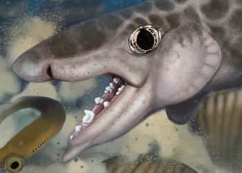 Fosili drevnih vrsta morskih pasa otkriveni u pećini u Kentuckyju