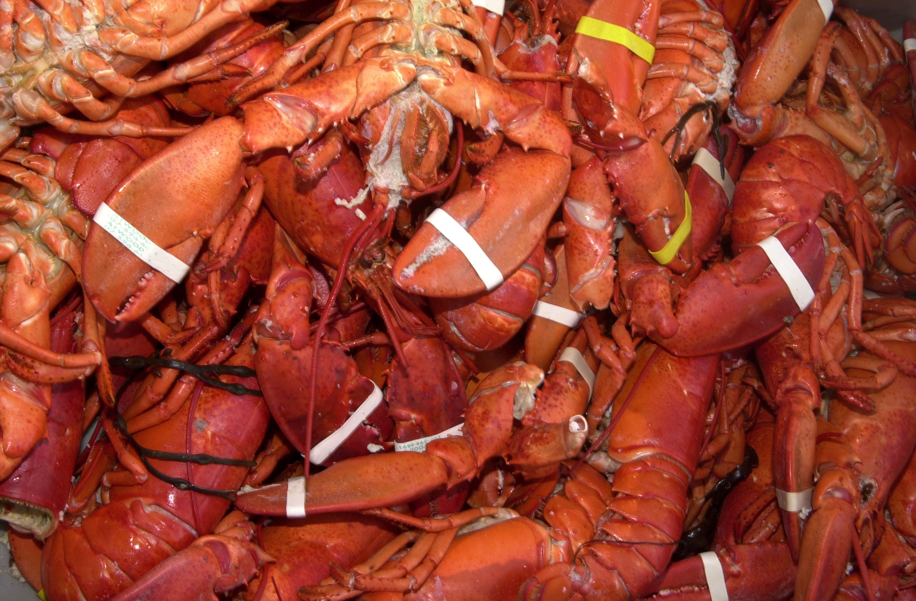 Grupa za zaštitu životinja PETA podnijela je tužbu protiv festivala Maine Lobster, tvrdeći da organizatori događaja muče jastoge tako što ih je jelo.