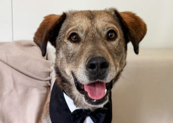 Gospodin Savršeni: Neo je najkarizmatičniji pas u dubrovačkom azilu