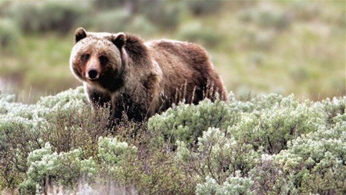 U ovoj datoteci fotografiji koju je pružio Nacionalni park Yellowstone, medvjed Grizzly kreće se kroz park.