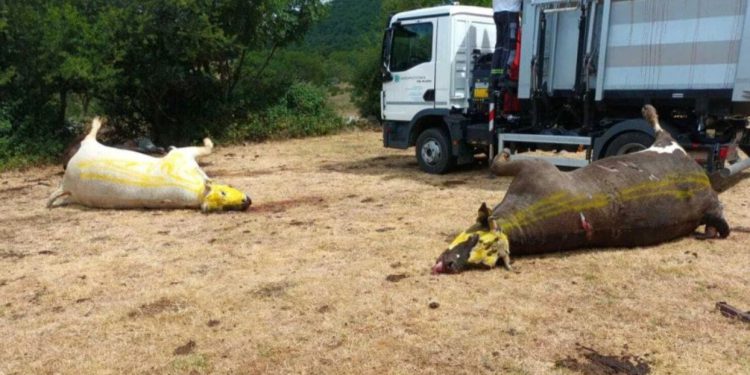 Haraju novi slučajevi bedrenice: Zaraza se proširila i na šibensko područje