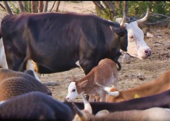 Hitno sazvan sastanak: Nakon bedrenice, nova zaraza se širi u Dalmatinskoj zagori: Virusna bolest koju prenose komarci