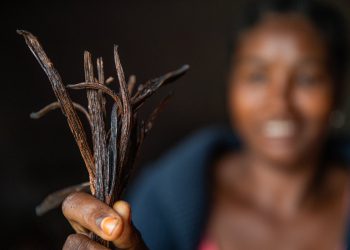 How the climate crisis and aid cuts could devastate global supplies of vanilla