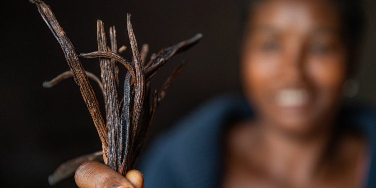 How the climate crisis and aid cuts could devastate global supplies of vanilla