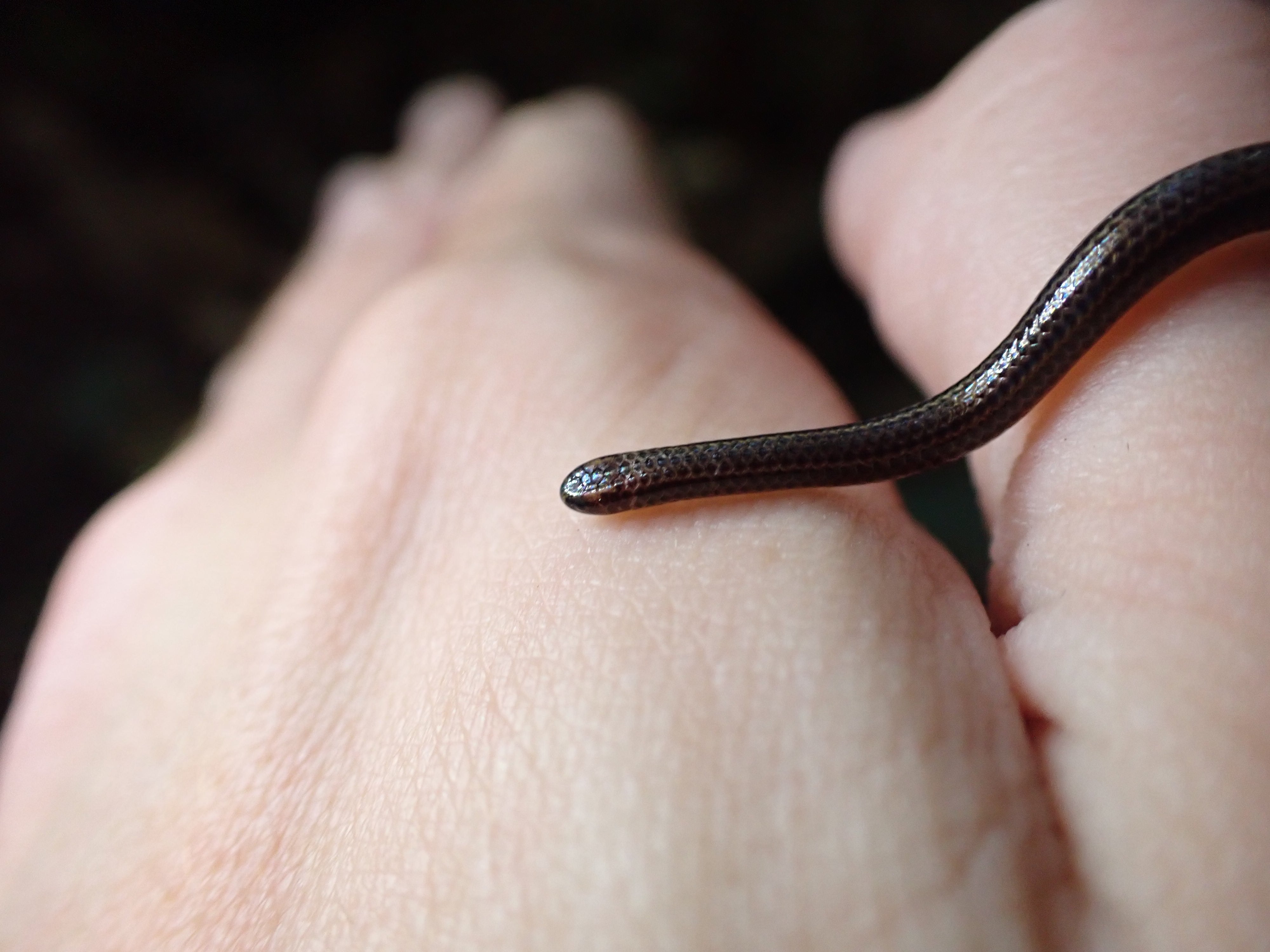 Grupa Re: Wild Conservation, koja surađuje s lokalnim Ministarstvom okoliša, najavila je ponovno otkrivanje Barbados Threadsnake u srijedu