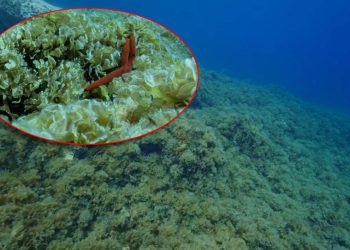 Institut za oceanografiju: “Kolaps biološke raznolikosti podmorja kod Komiže