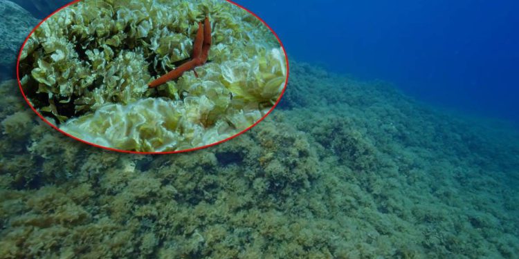 Institut za oceanografiju: “Kolaps biološke raznolikosti podmorja kod Komiže