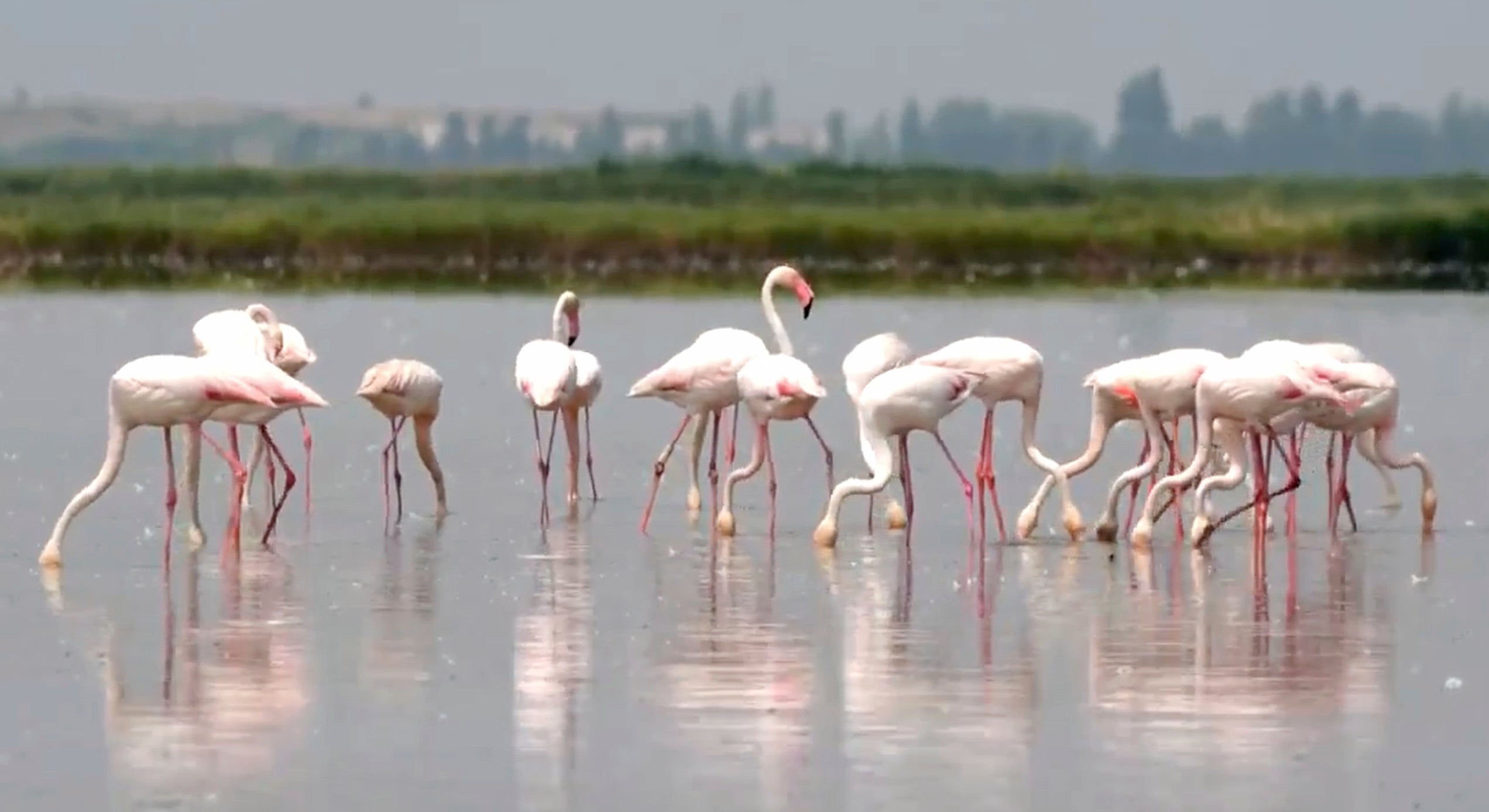 Jato flamingosa vidi se u poplavljenom polju koje proizvodi rižu za rižoto, u Jolanda di Savoia u Italiji