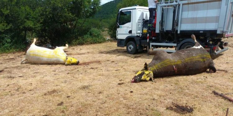 Izvanredna pressica zbog masovnog pomora stoke u Zagori. Ministar poljoprivrede: “Situacija je krizna”