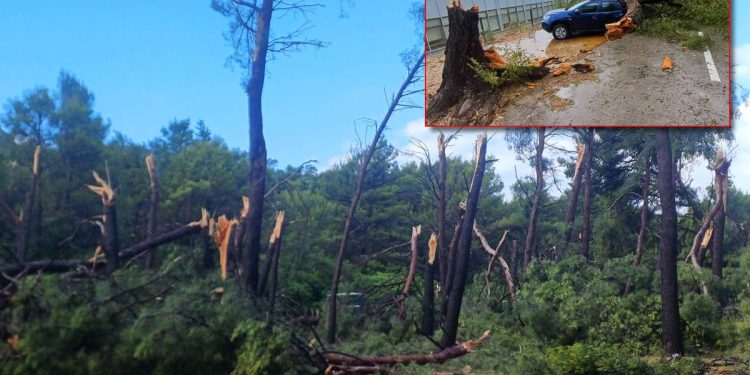 JEZIVE POSLJEDICE Nevrijeme presjeklo stabla kao šibice: "Ima ozlijeđenih, Splićani, ne idite na Marjan!"