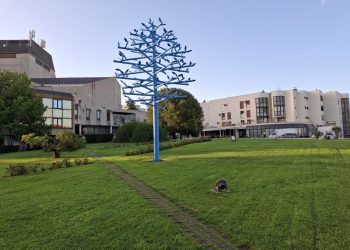 Jeste li primijetili ovo neobično stablo u Splitu? Evo o čemu se radi