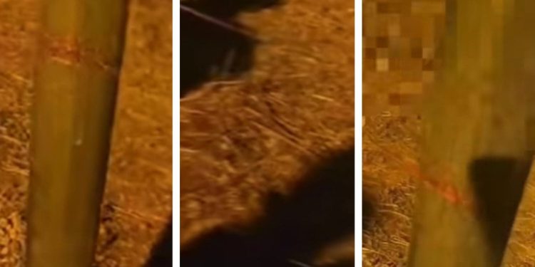 KAKAV OBRAT NA ČIOVU Policija istraživala slučaj s krenom, nevjerojatno je što su otkrili