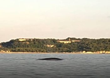 KIT KOD PULSKOG LUKOBRANA Puležane dočekao spektakularan prizor: "Nemojte mu se približavati!"