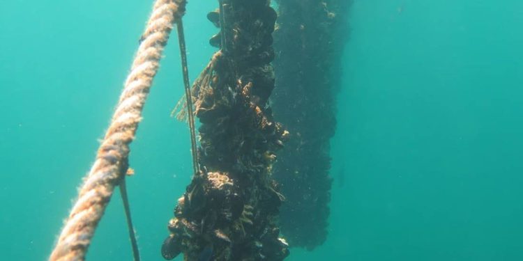 KLIMATSKE PROMJENE “More postaje sve toplije, a dagnje sve ugroženije”