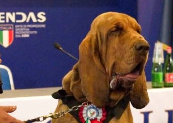 Kako je brutalno ubojstvo psa za njuškalo ogorčeno Italiju