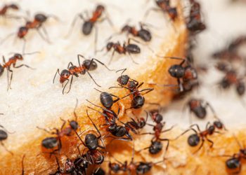 Kako se riješiti mrava u kući? ‘Jednostavno je, bitku treba prenijeti na neprijateljski teritorij na način da…’