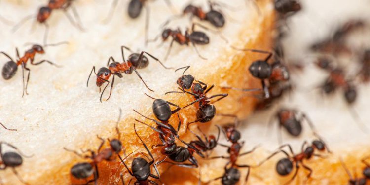 Kako se riješiti mrava u kući? ‘Jednostavno je, bitku treba prenijeti na neprijateljski teritorij na način da…’