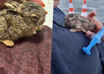 Kakva priča s Hipodroma! Spašen divlji zečić uz brzu intervenciju hitnih službi